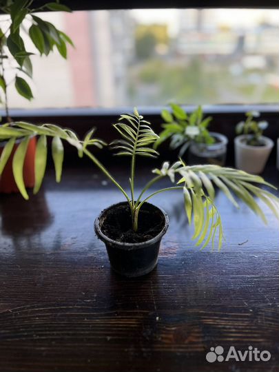 Комнатные растения разные внутри