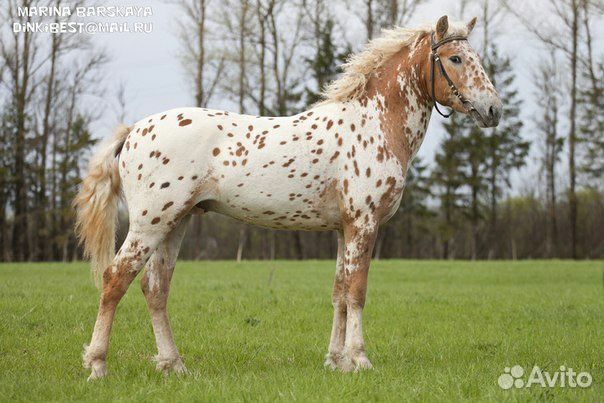 Эксклюзив яркий пони-класс