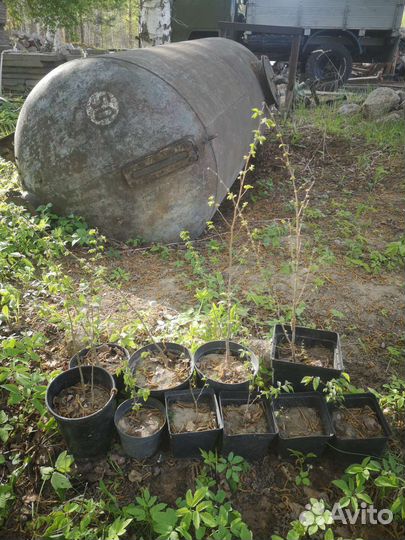 Вяз, карагач