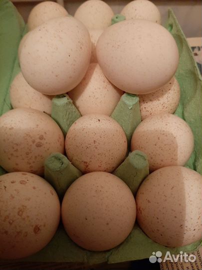 Инкубационное яйцо индейки