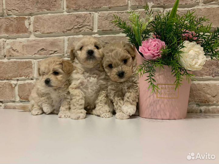 Мальтипу мини