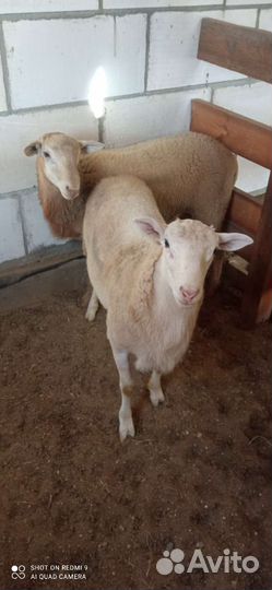 Овцы бараны катумские