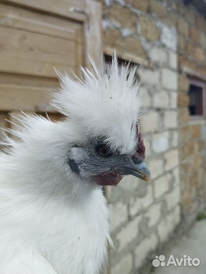 Китайские шелковые петушки