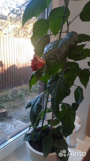 Комнатные цветы