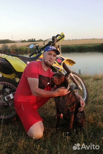 Вязка курцхаар