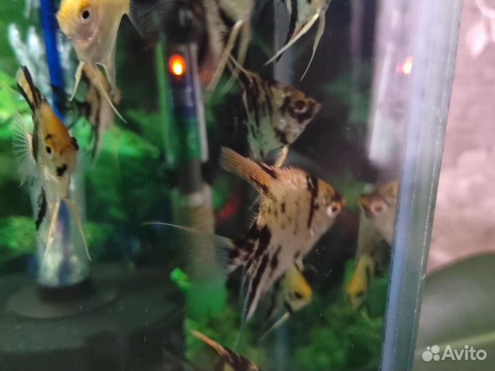 Рыбки скалярии