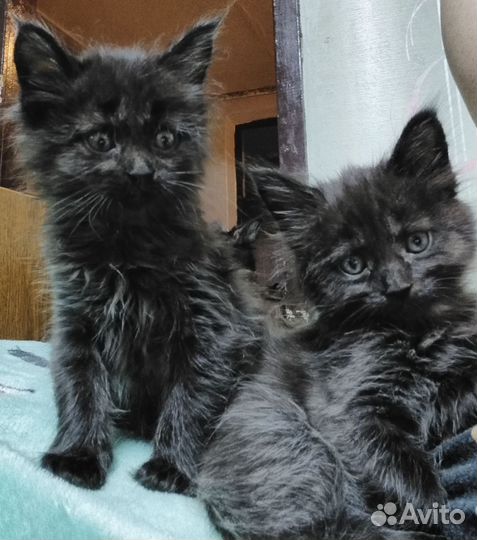 Кошки и котята