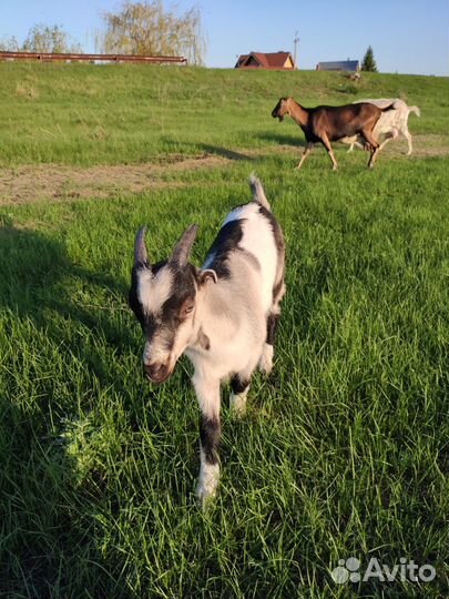 Козлик Ламанча