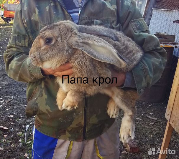 Серый великан, крольчата 4 месяц