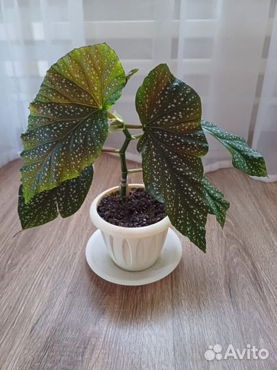 Продам цветок 