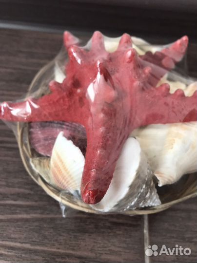 Огромная морская звезда