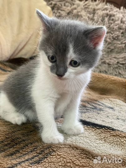 Милейшие чуда