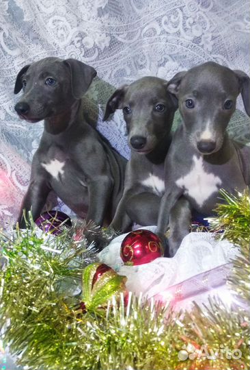 Щенки уиппета