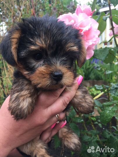 Йоркширский терьер девочка