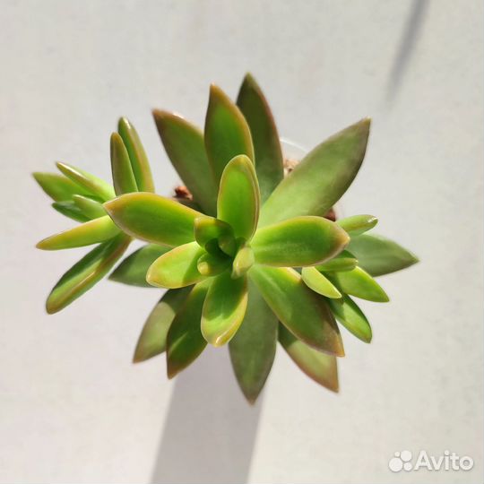 Суккуленты