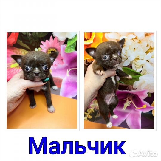 Белые мини девочки. Померанский шпиц