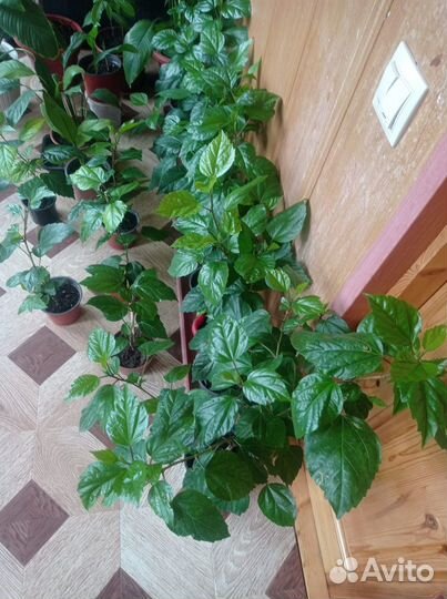 Китайская роза