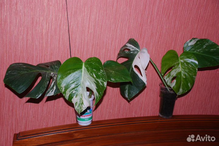 Монстера вариегатная Альба