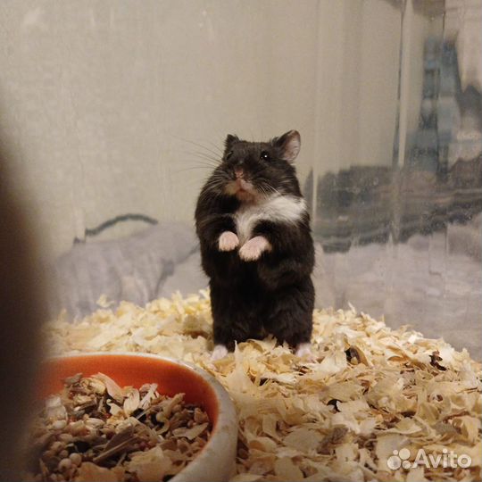 Джунгарский хомяк в добрые руки