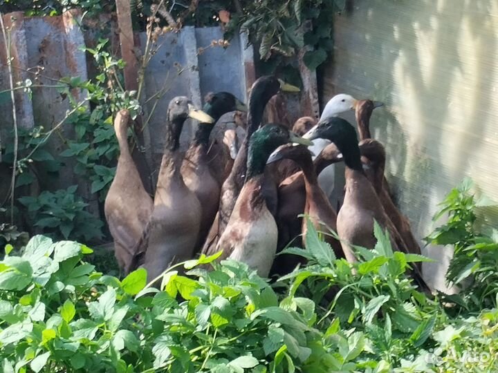 Утки индийский бегунок