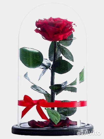 Роза в колбе. Неувядающая