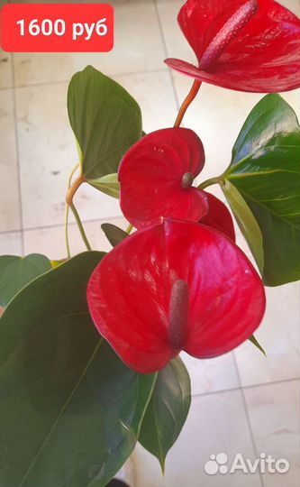 Антуриум красный редкий