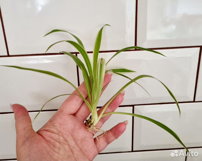 Хлорофитум