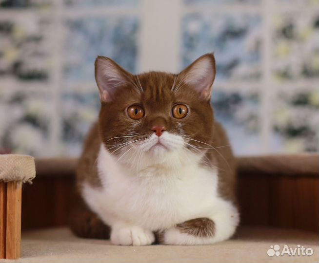 Нарядный британский мальчик циннамон биколор