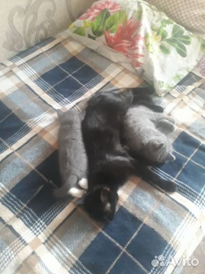Серенький котенокк