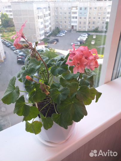 Пеларгония