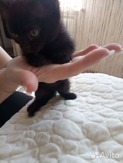 Кошка в дар бесплатно