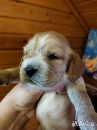 Кокер спаниель английский