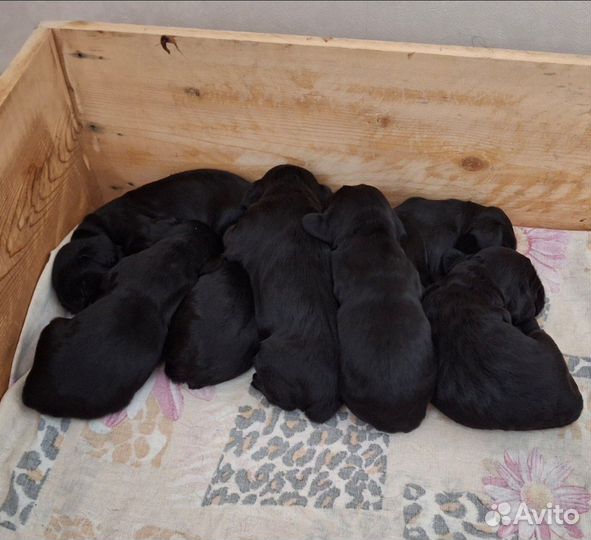 Щенки спаниеля