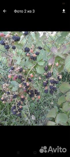 Саженцы крыжовника, смородины, малины