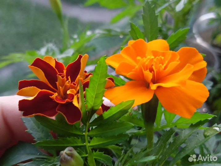 Рассада бархатцы