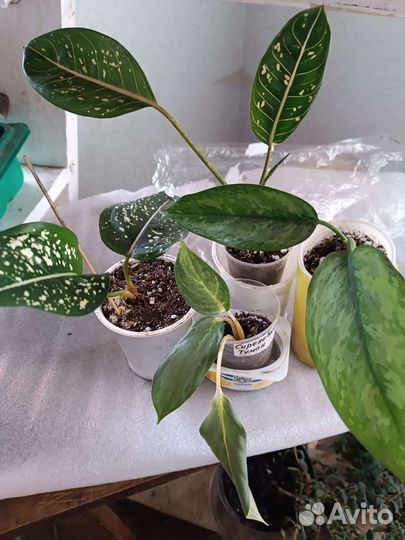 Аглаонемы, эписции, герани идругие комнатные