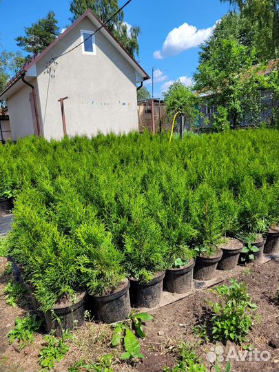 Туя смарагд