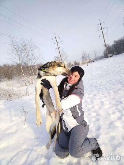 Грей-собака из приюта
