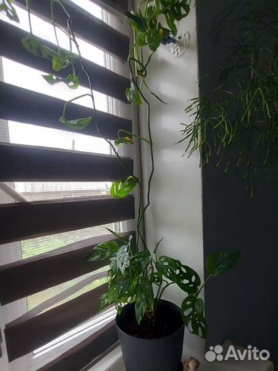 Монстера адансона вариегатная