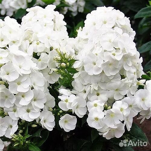 Флоксы Бейби Фейс и Даниэль