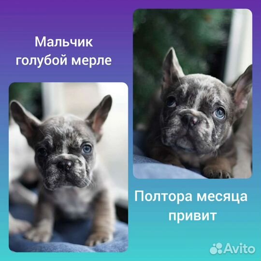 Цветные французы