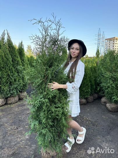 Туя Брабант