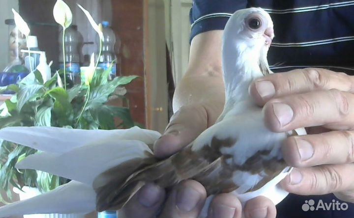 Продаются голуби