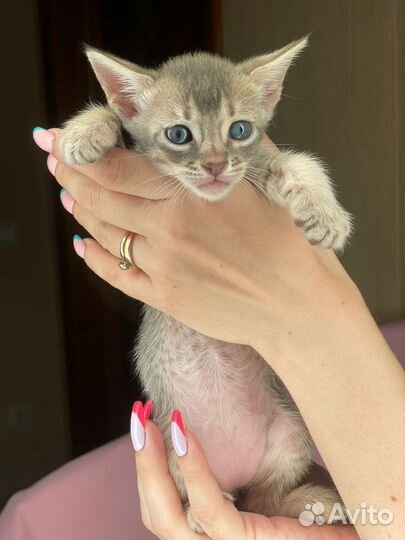 Саванна кошка