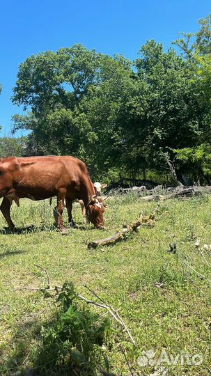 Коровы дойные молочные красно степная порода