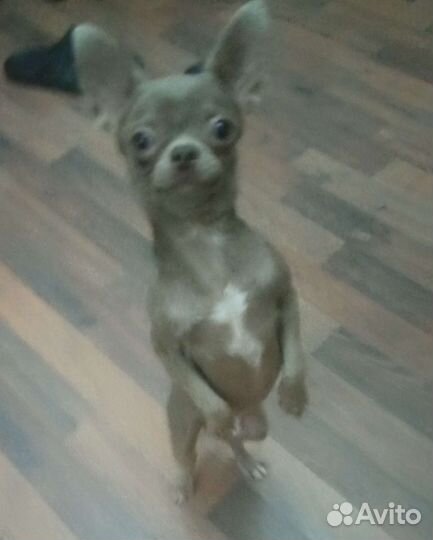 Чихуахуа лиловый кобель мини вязка