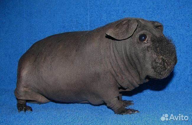 Морская свинка Скини