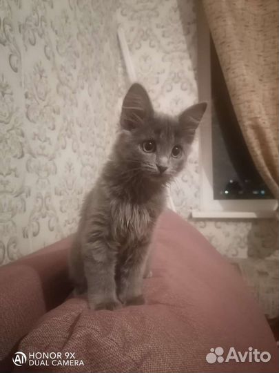 Отдадим в добрые руки 2-х кошек