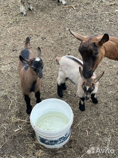 Продается коза и козлята