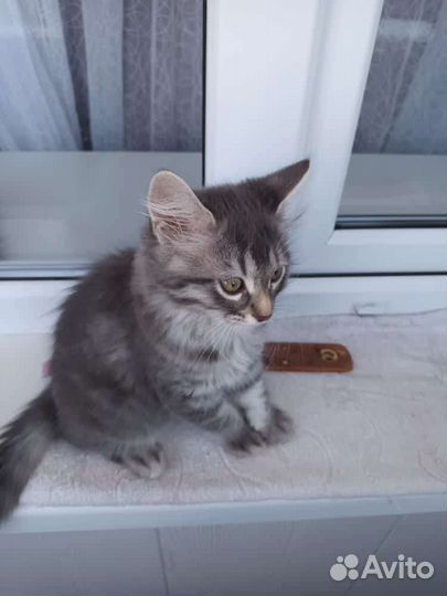 Кошка в дар